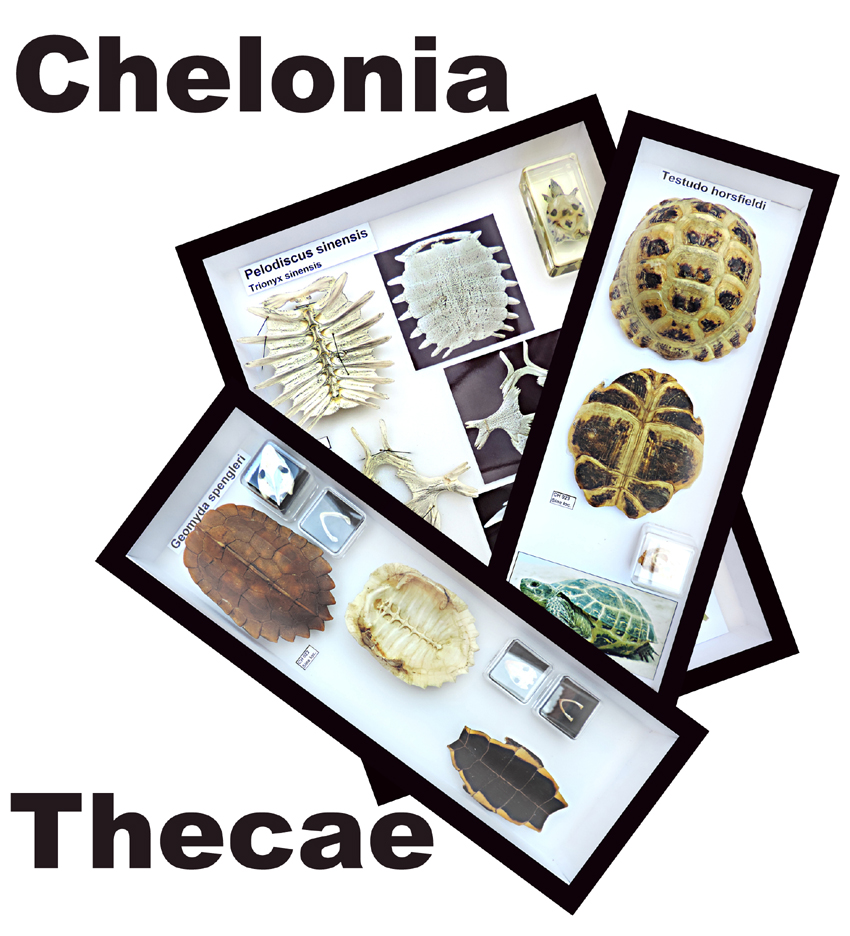 Chelonia EN