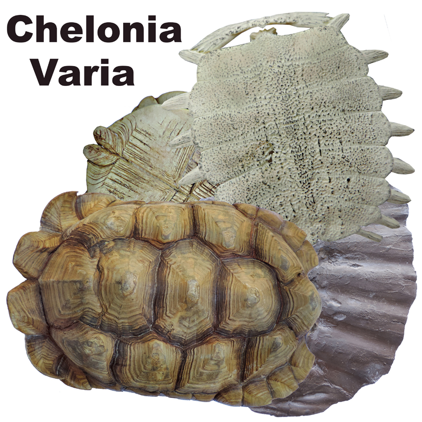 Icona Chelonia Varia