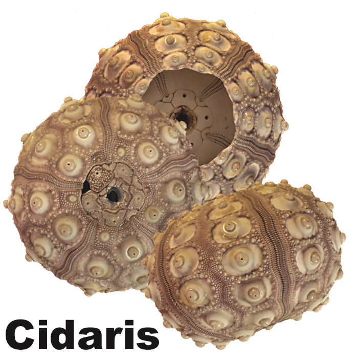 Cidaris