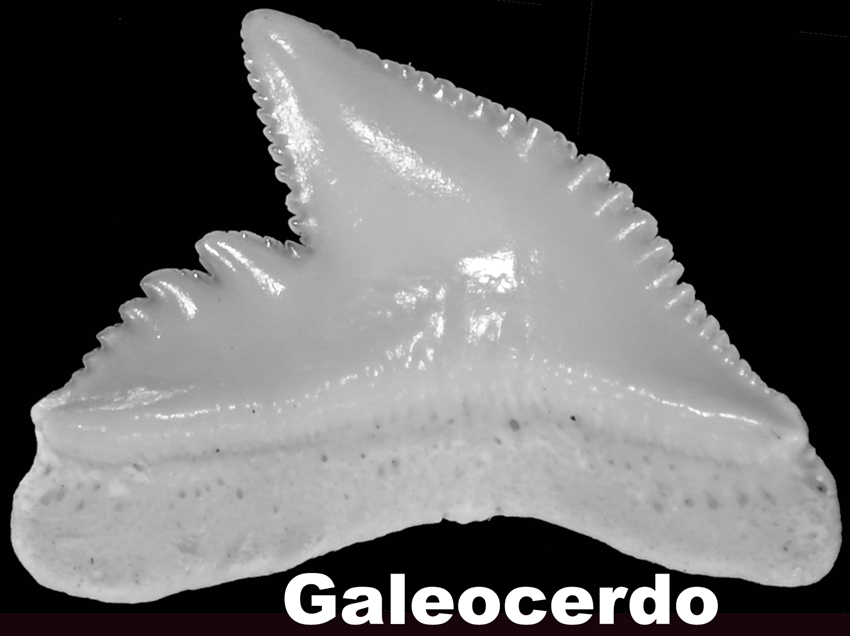 Galeocerdo
