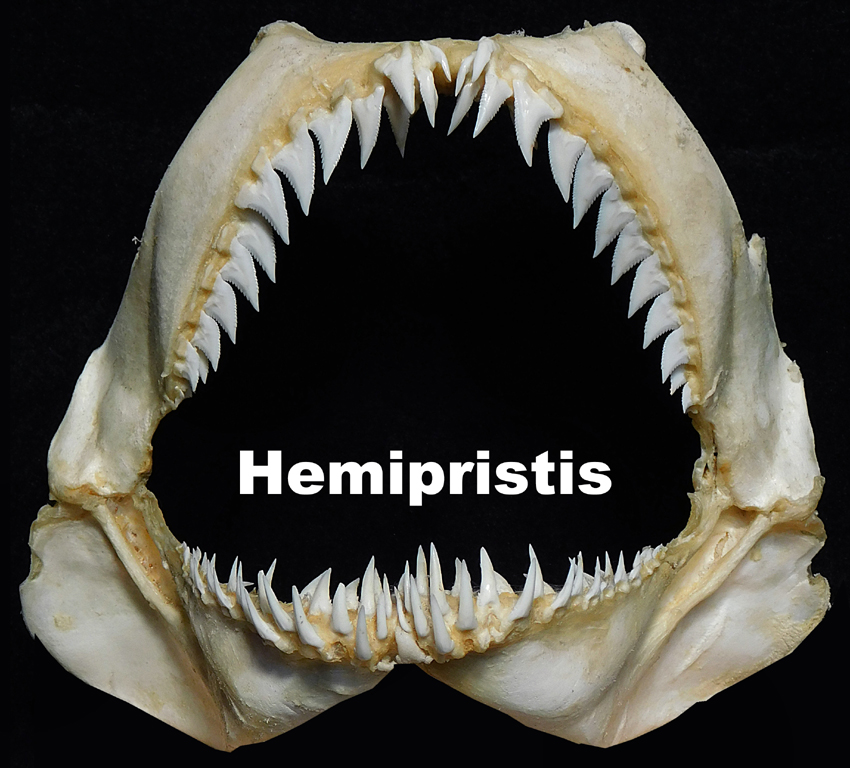 Hemipristis