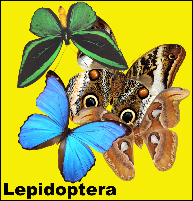 Lepidoptera