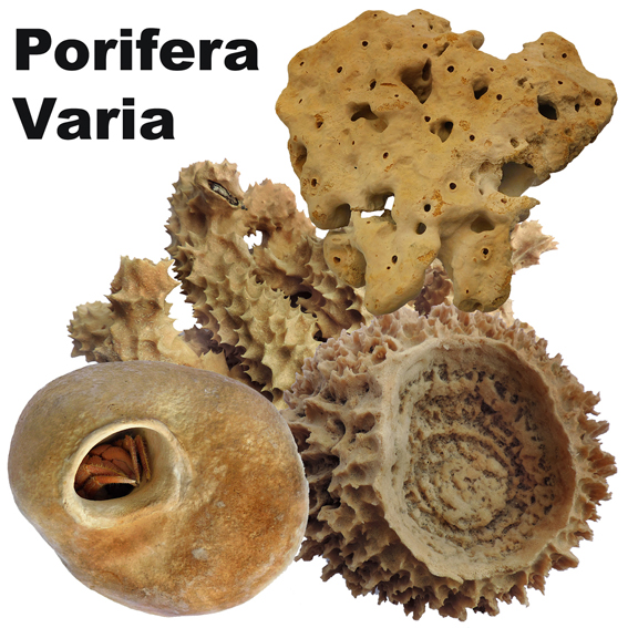 Porifera