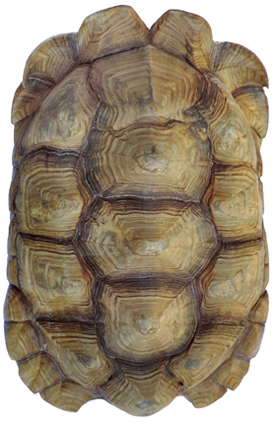 Testudo sulcata