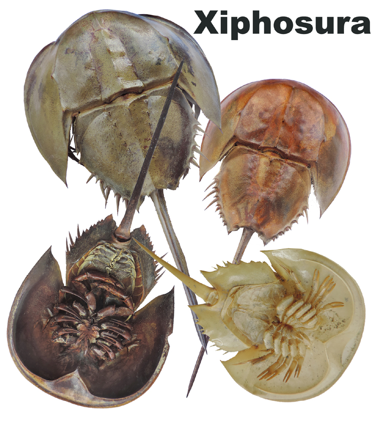 Xiphosura