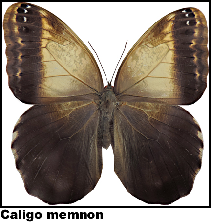 Caligo memnon Caligo memnon
