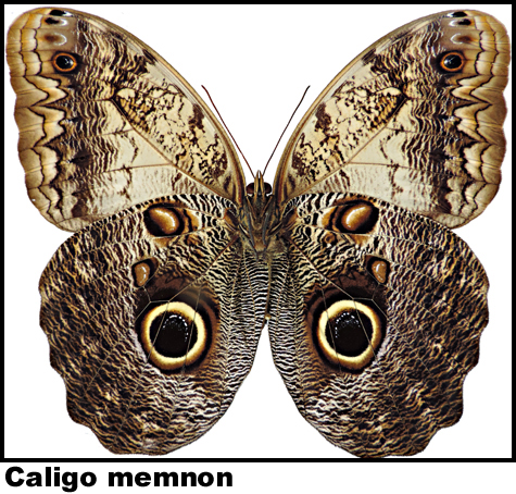 Caligo memnon