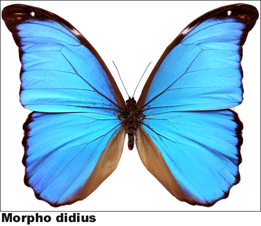 Morpho didius