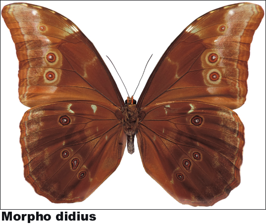 Morpho didius