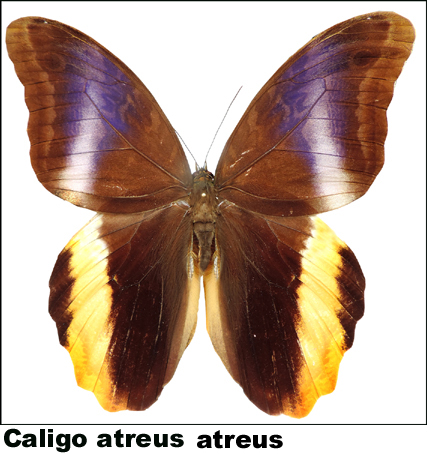 Caligo atreus