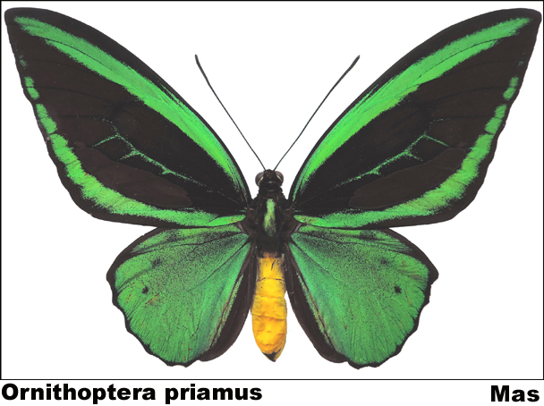 Ornithoptera priamus