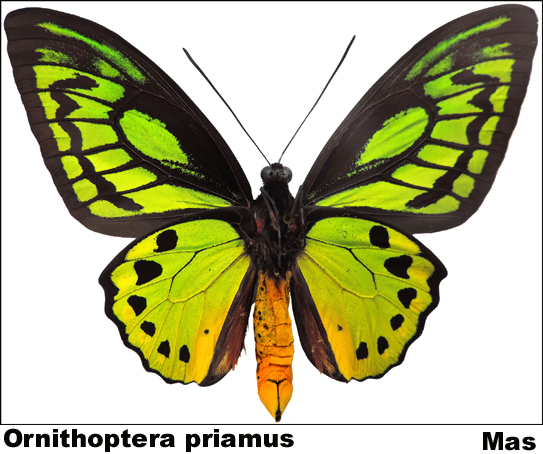 Ornithoptera priamus