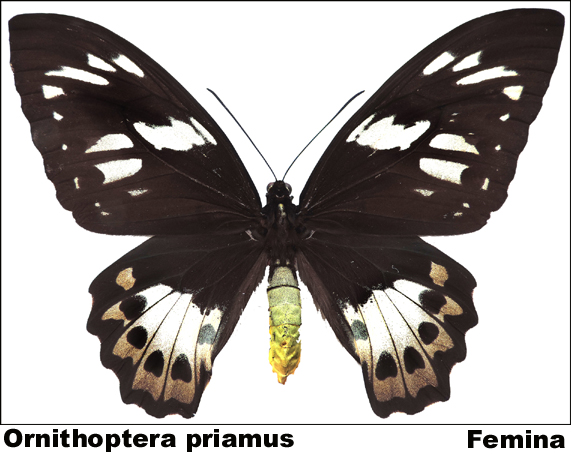 Ornithoptera priamus