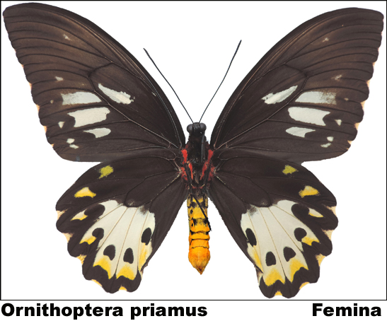 Ornithoptera priamus