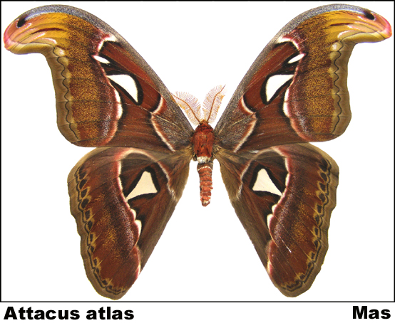 Attacus atlas