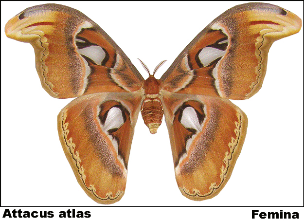 Attacus atlas