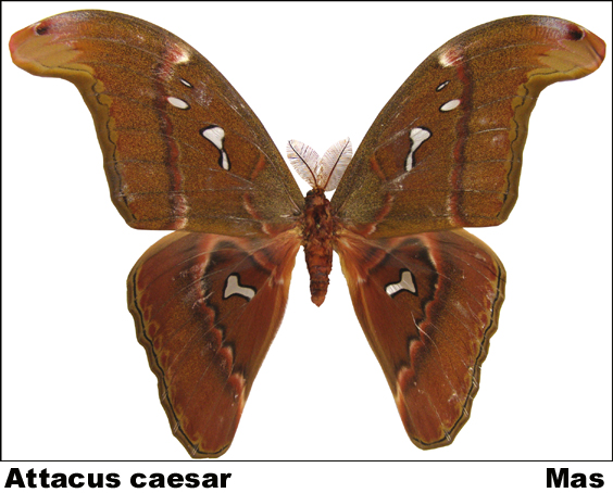 Attacus caesar