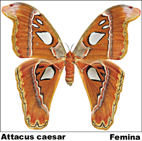 Attacus caesar