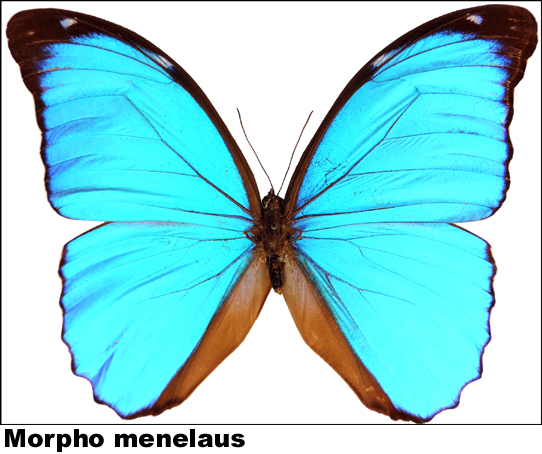 Morpho menelaus