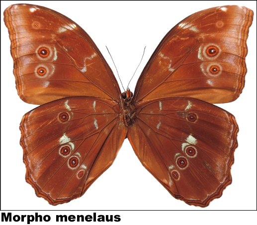 Morpho menelaus