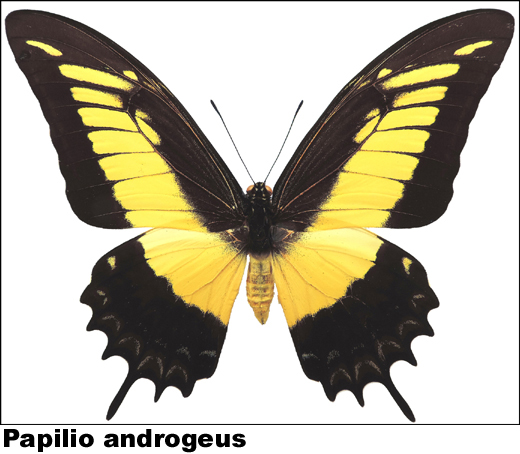 Papilio androgeus