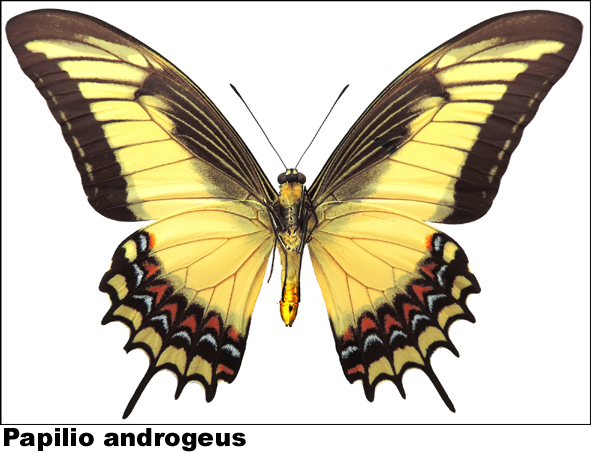 Papilio androgeus