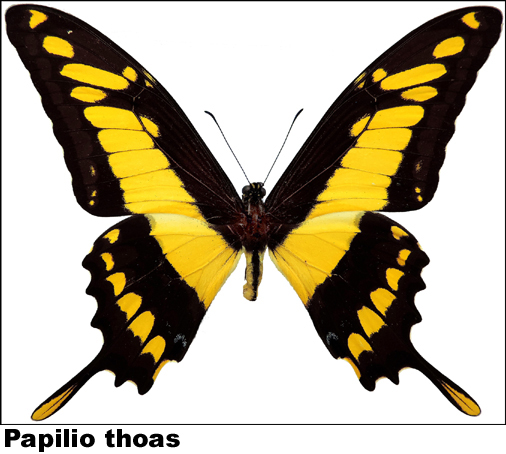 Papilio thoas