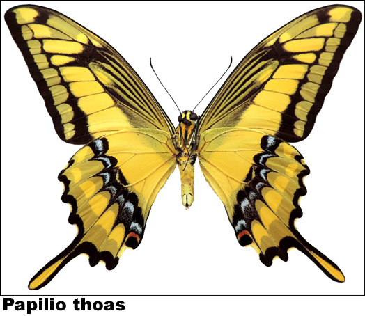 Papilio thoas