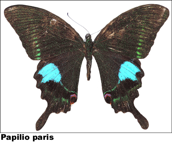 Papilio paris