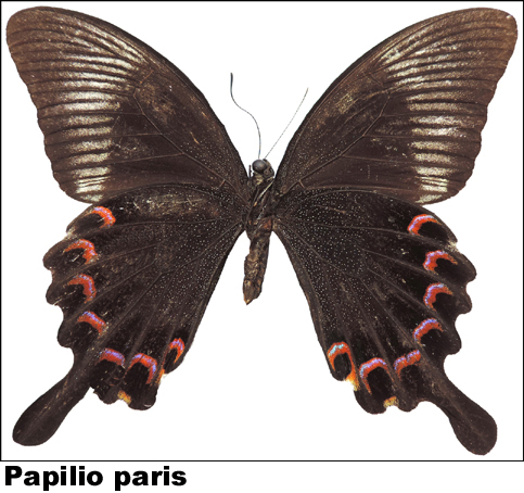 Papilio paris