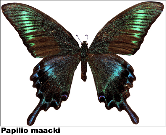 Papilio maacki