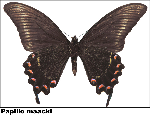 Papilio maacki