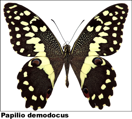 Papilio demodocus