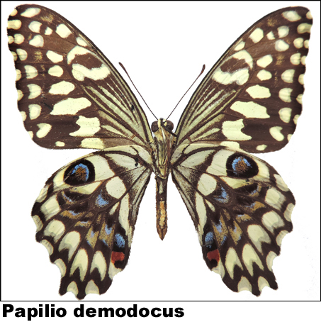 Papilio demodocus