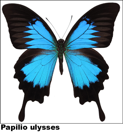 Papilio ulysses