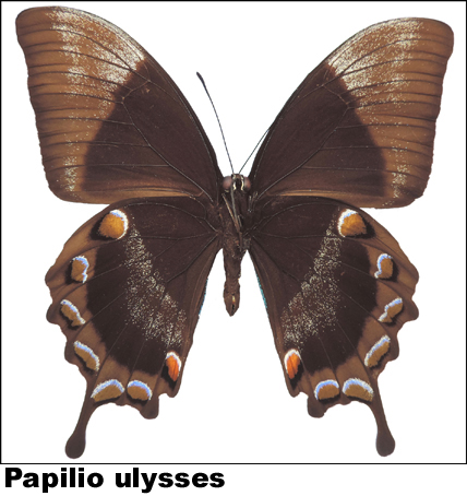 Papilio ulysses