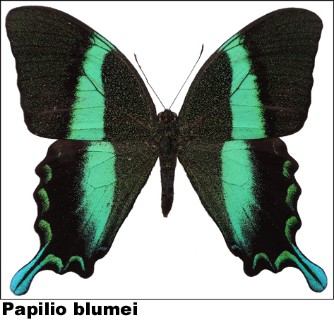 Papilio blumei