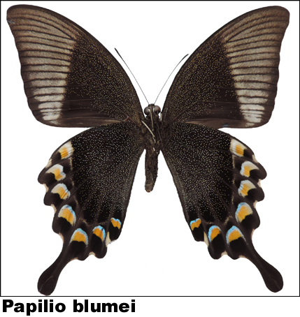 Papilio blumei