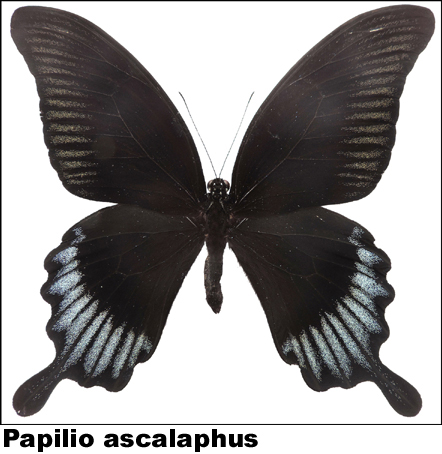 Papilio ascalaphus