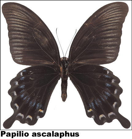 Papilio ascalaphus