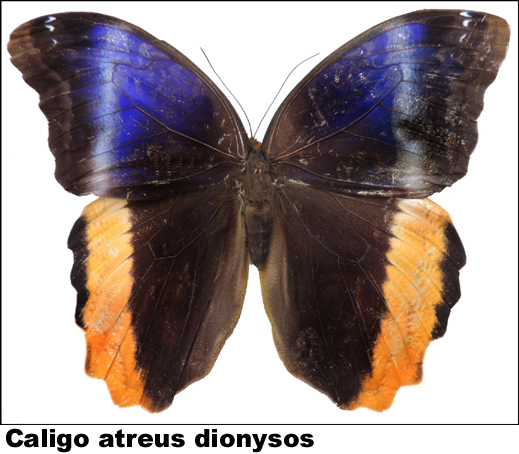 Caligo atreus dionysos