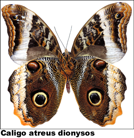 Caligo atreus dionysos