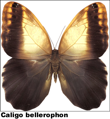 Caligo bellerophon