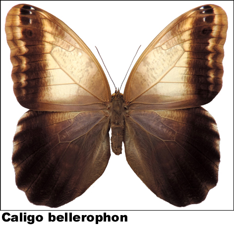 Caligo bellerophon