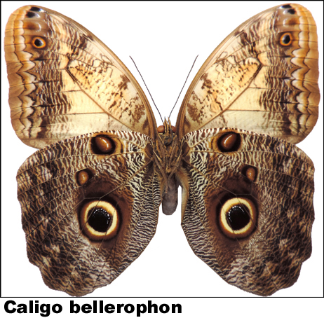 Caligo bellerophon