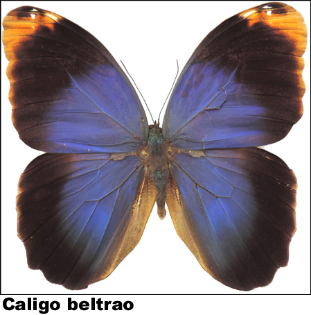 Caligo beltrao