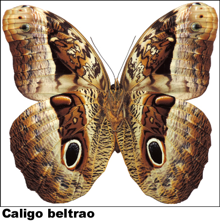 Caligo beltrao