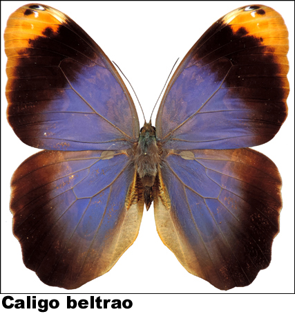 Caligo beltrao