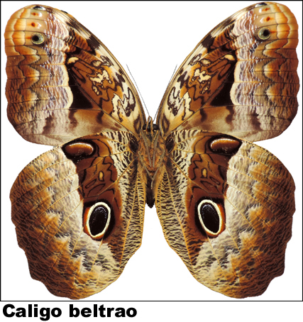 Caligo beltrao