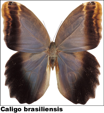 Caligo brasiliensis